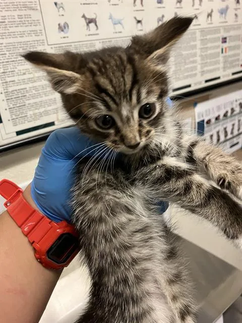 A baby small-sized male Domestic Short Hair cat named Cayenne for adoption in Long Beach, CA