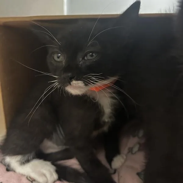 A baby medium-sized female Domestic Short Hair cat named Pearl for adoption in Oakland, CA
