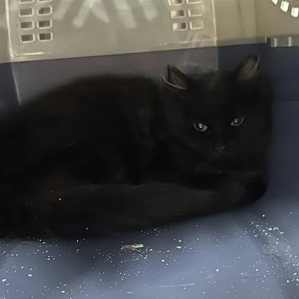 A young medium-sized male Black Domestic Short Hair cat named Cash for adoption in Salt Lake City, UT