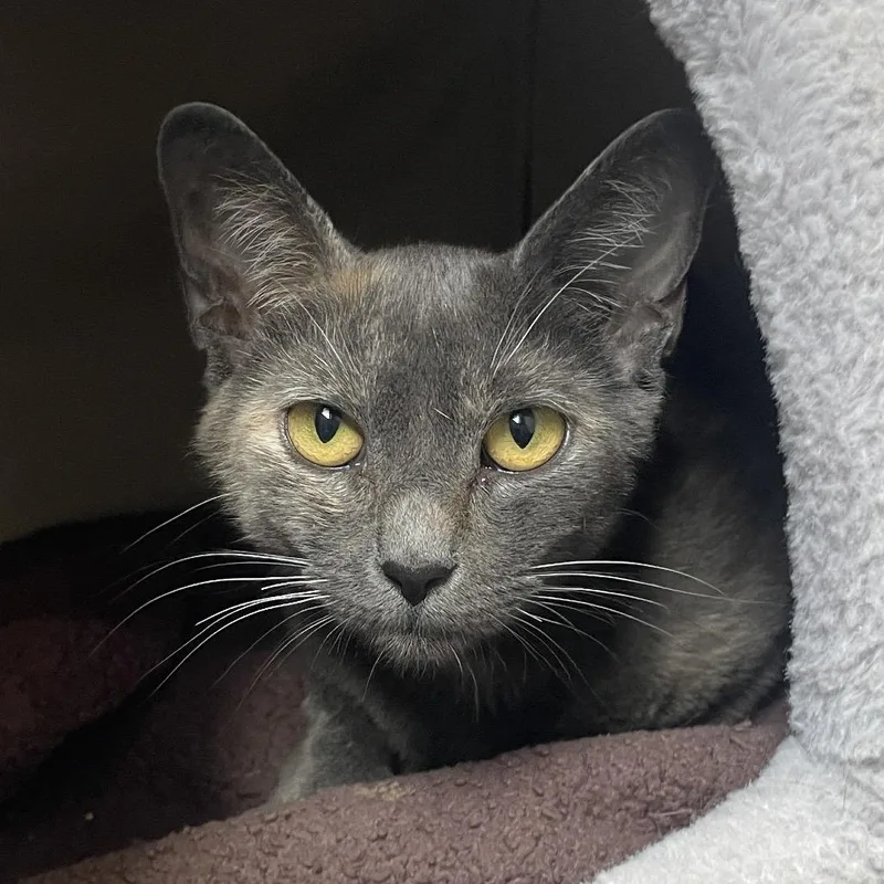 A young medium-sized female Tortoiseshell Domestic Short Hair cat named Kitchen Sink for adoption in Chicago, IL