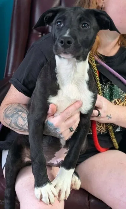 A baby small-sized male Border Collie dog named Jinhu for adoption in La Harpe, KS