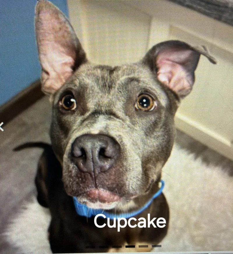 An adult medium-sized female American Bully dog named Cupcake for adoption in Clinton, ME