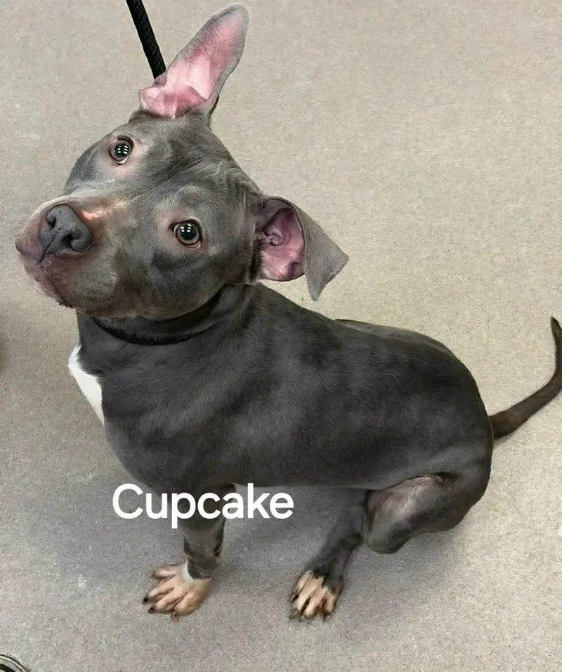 Cupcake thumbnail 2