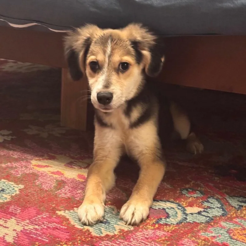 A baby small-sized female Black Mixed Breed dog named Delilah for adoption in Houston, TX