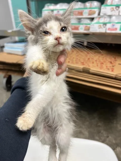 A baby small-sized female Domestic Short Hair cat named Moss  EOD for adoption in Chickamauga , GA