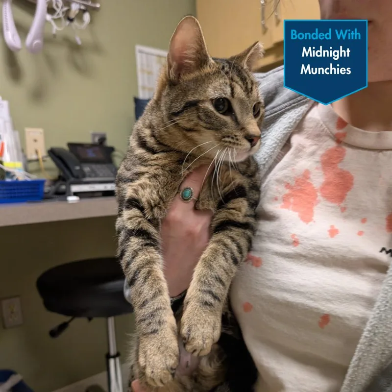 A young large-sized male Domestic Short Hair cat named Tiger Balm for adoption in Baltimore, MD