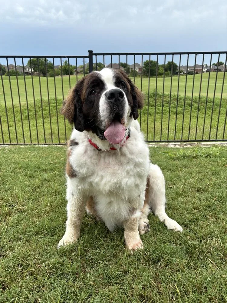 An adult large-sized male Tricolor (Brown, Black, & White) Saint Bernard dog named Big Daddy Hoss Cash for adoption in Frisco, TX