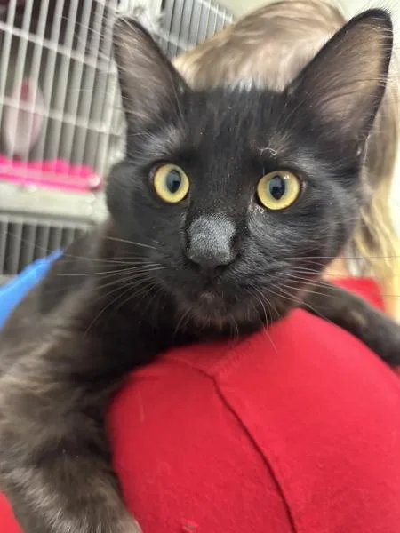A young medium-sized female Domestic Long Hair cat named Chinatsu for adoption in Silverdale, WA
