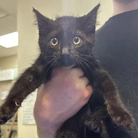 A baby small-sized male Black Domestic Short Hair cat named Ezzy for adoption in Elyria, OH