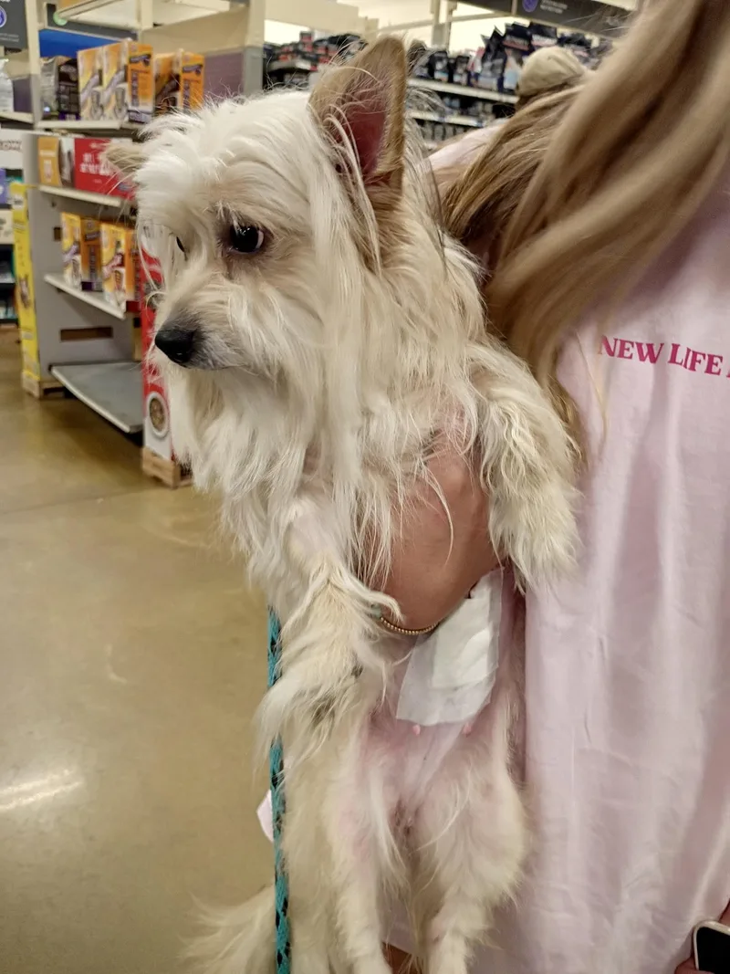 A young small-sized female Silky Terrier dog named KoKo for adoption in Tulsa, OK