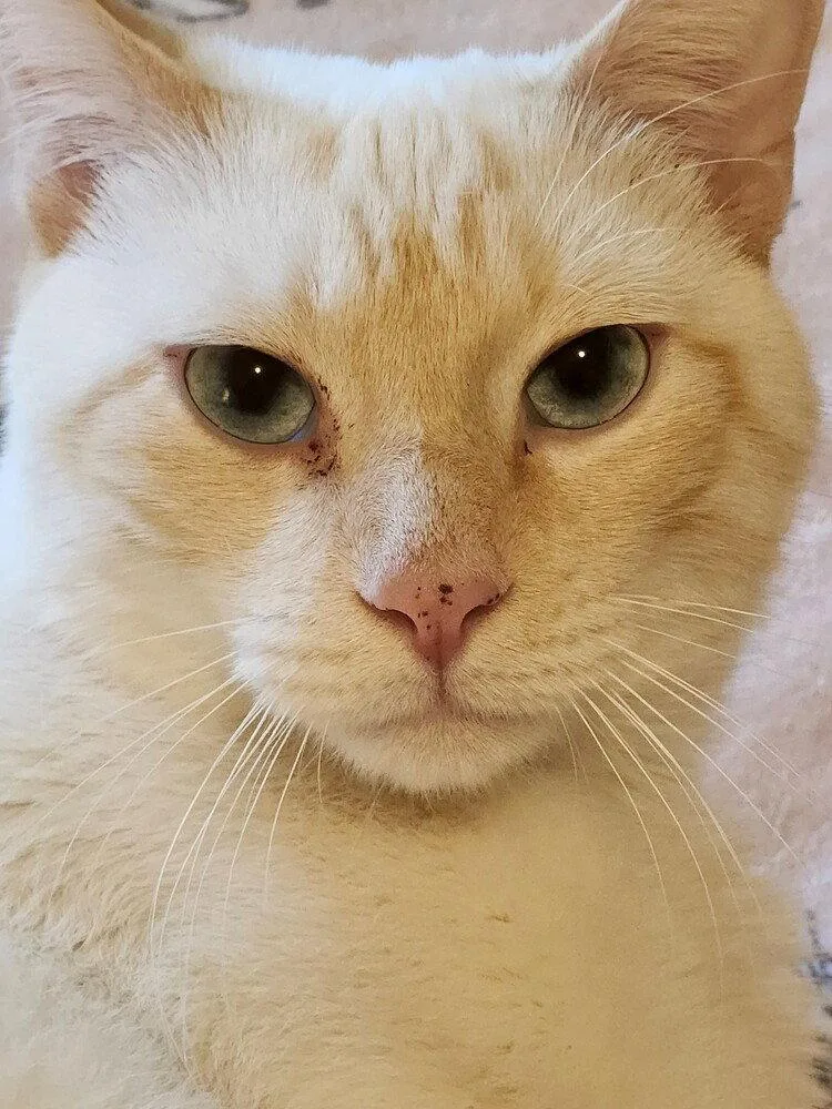 An adult medium-sized male Siamese cat named Perri for adoption in Candler, NC