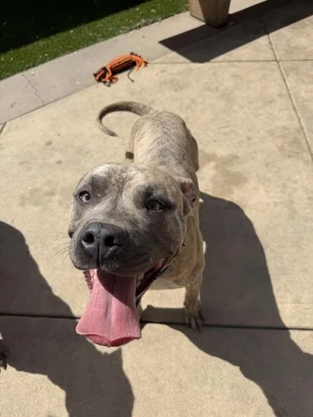 Doggy Devito thumbnail 2