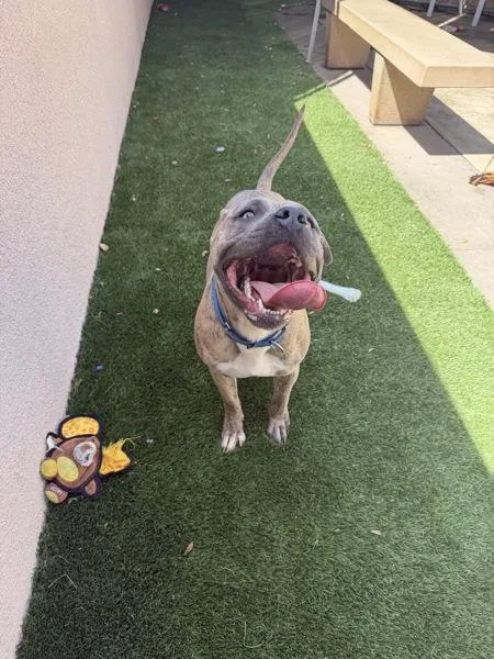 Doggy Devito thumbnail 3