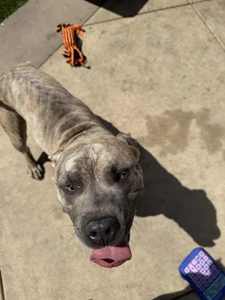 Doggy Devito thumbnail 4