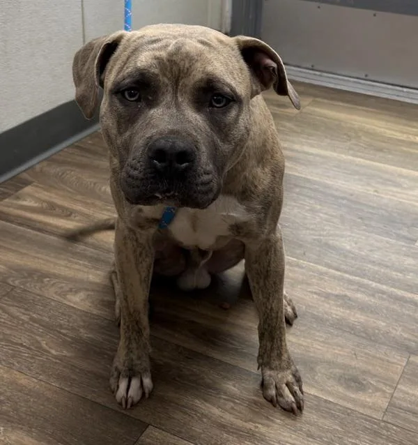 Doggy Devito thumbnail 5