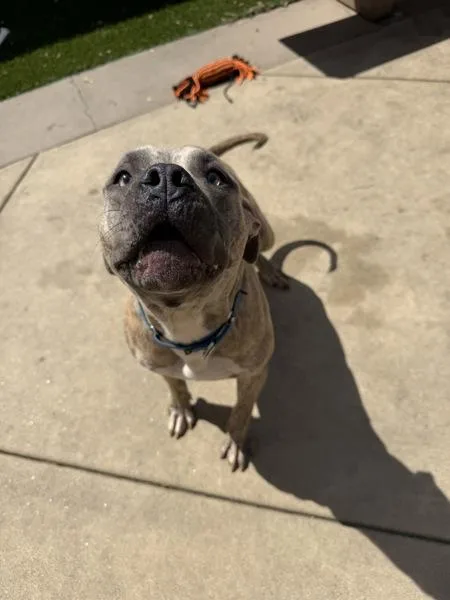 Doggy Devito thumbnail 6