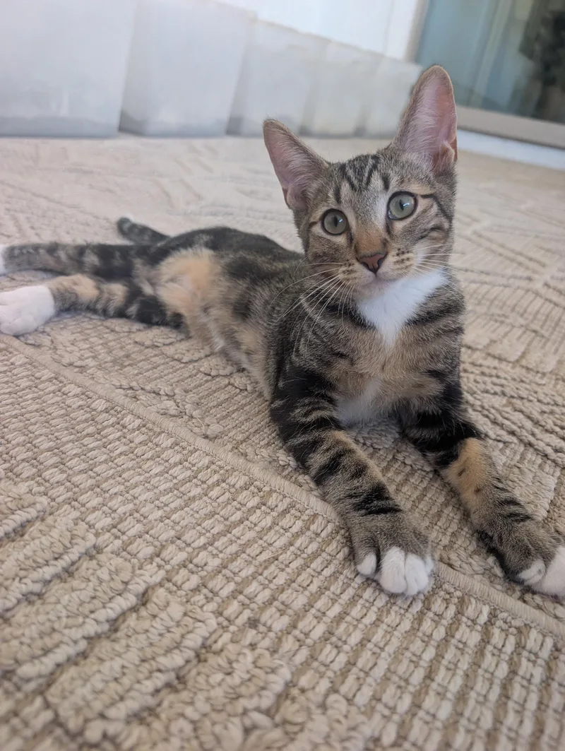 A baby small-sized male Tabby (Brown / Chocolate) Domestic Short Hair cat named Ari for adoption in Youngtown, AZ