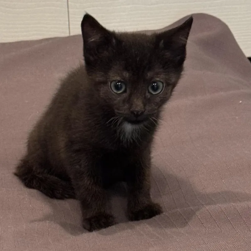 A baby small-sized female Black Domestic Short Hair cat named Eowyn for adoption in Bel Air, MD