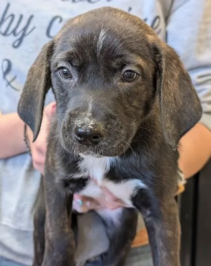 Maximillion thumbnail 2