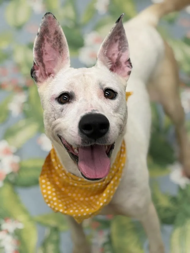 A young medium-sized female Mixed Breed dog named Miz Cracker for adoption in Detroit, MI