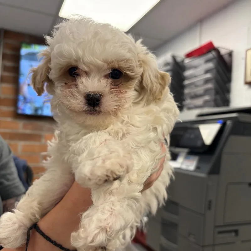 A baby small-sized female Mixed Breed dog named Samphire for adoption in Mentor, OH