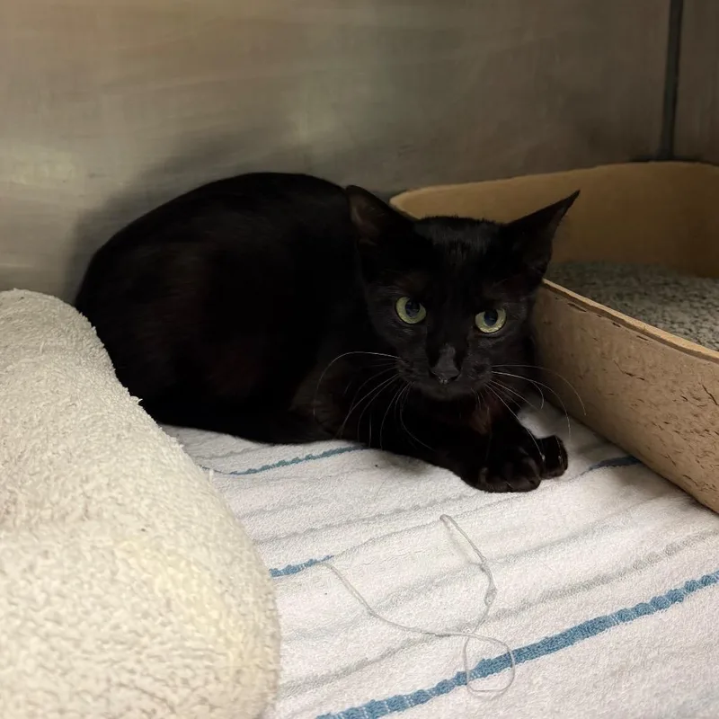 A young medium-sized female Black Domestic Short Hair cat named Exclusive Costco for adoption in Austin, TX