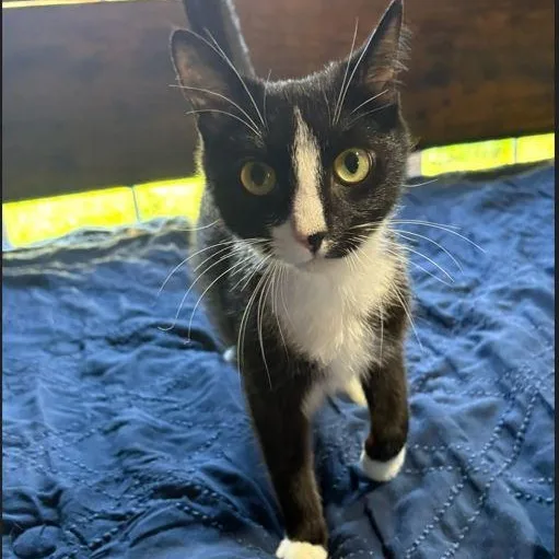 An adult medium-sized female Black & White / Tuxedo Domestic Short Hair cat named Dew Drop for adoption in SNOW HILL, NC