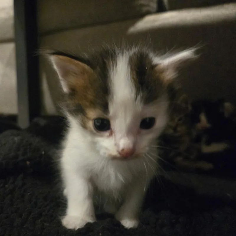 A baby small-sized male White Domestic Short Hair cat named Morgan Freeman for adoption in Evensville, TN