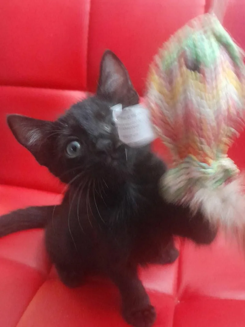 A baby medium-sized female Black Domestic Short Hair cat named Tomasa bonded with Sam for adoption in Vacaville, CA