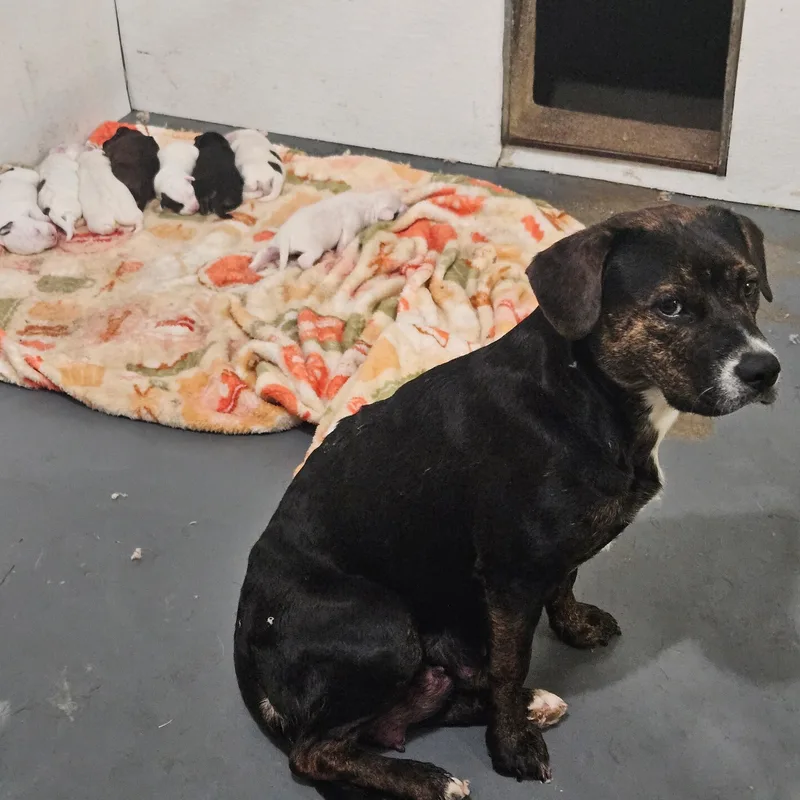 A young medium-sized female Terrier dog named Yuki for adoption in Inglewood, CA