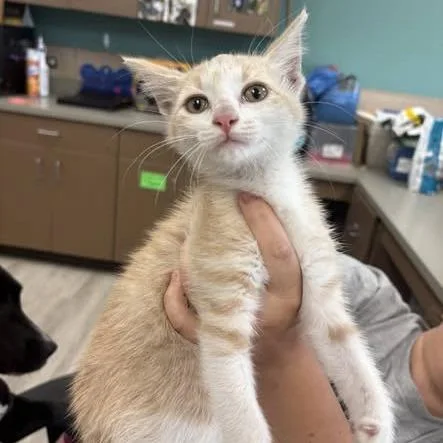 A baby small-sized female Orange / Red Domestic Short Hair cat named Ajourni for adoption in Cleveland, MS