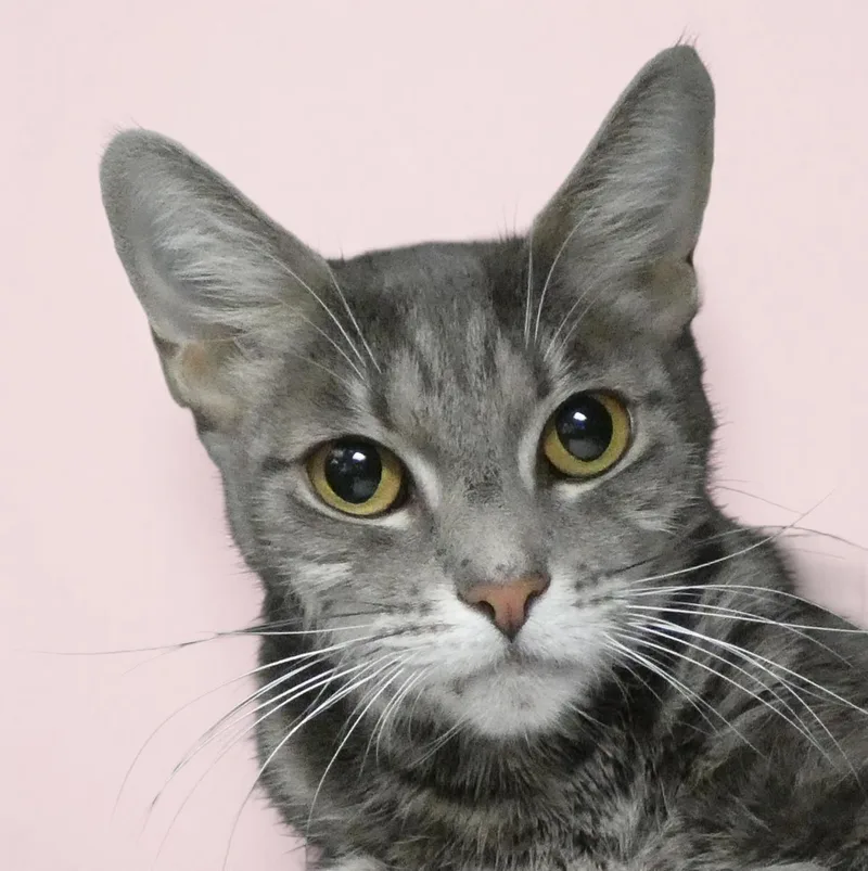 An adult small-sized female Tabby (Gray / Blue / Silver) Tabby cat named Tina for adoption in Pasadena, CA