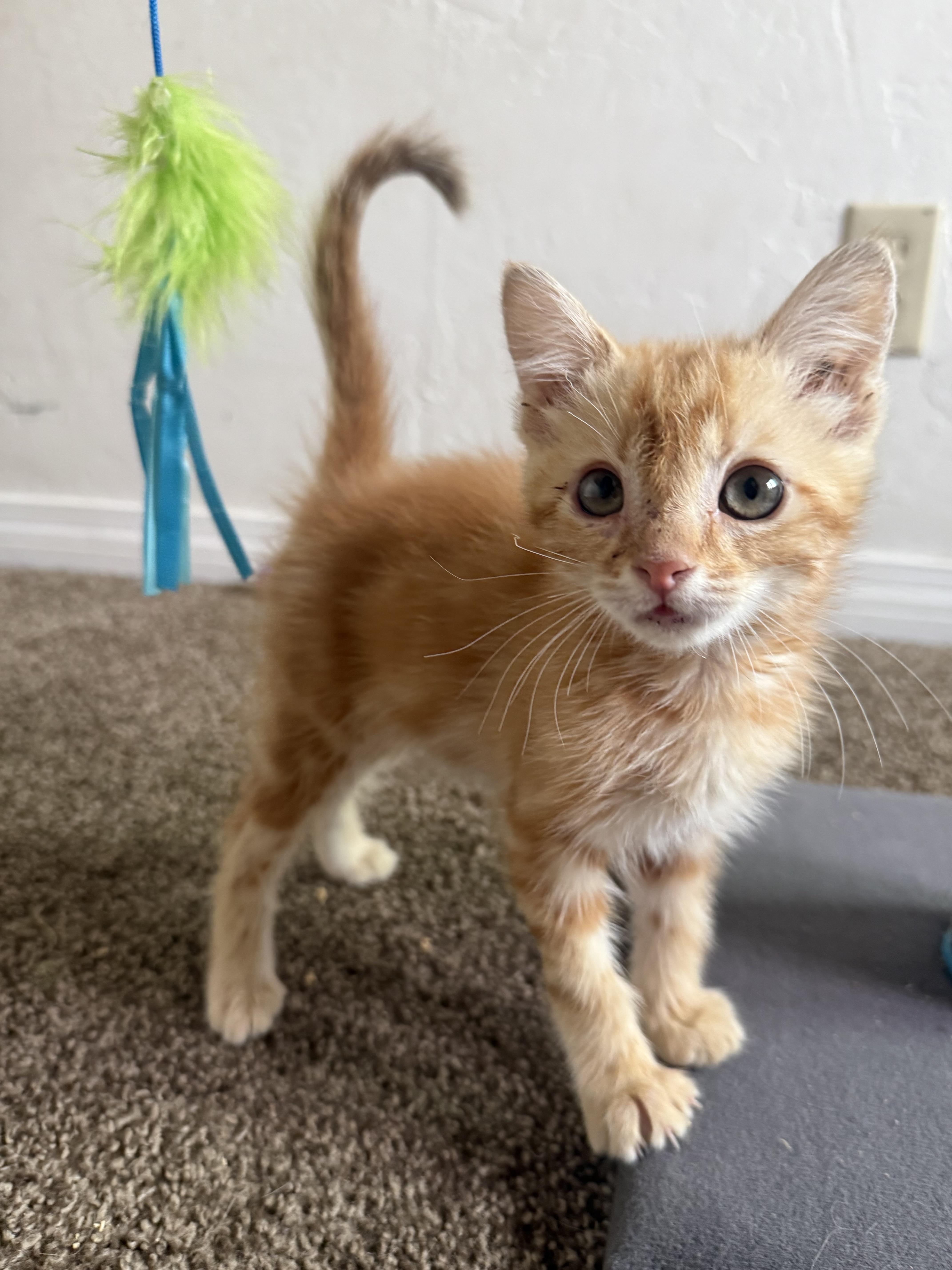 A baby small-sized female Orange & White Tabby cat named Topanga for adoption in Los Angeles, CA