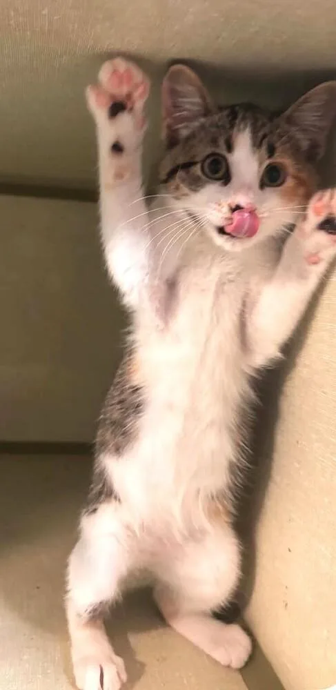 A baby small-sized female Orange & White Domestic Short Hair cat named Fiona for adoption in Omaha, NE