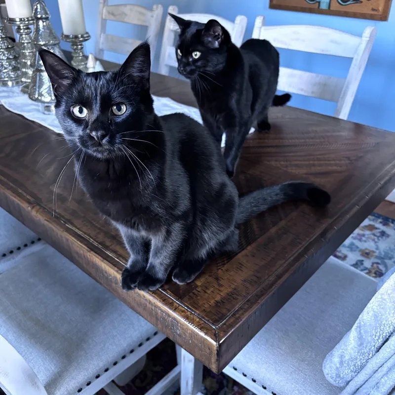 A young small-sized female Domestic Short Hair cat named Twig for adoption in Lacona, NY