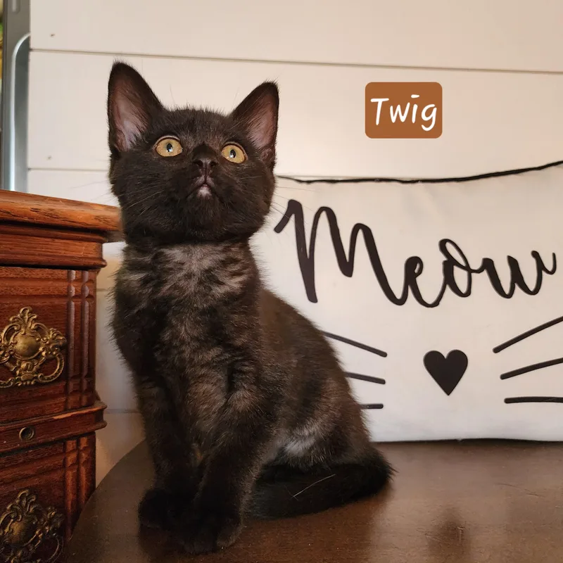 Twig thumbnail 4
