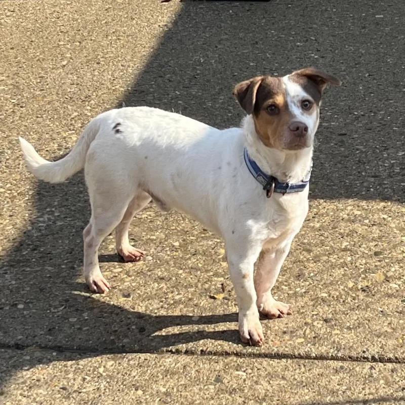 An adult small-sized male White / Cream Mixed Breed dog named Pip for adoption in Charleston, WV