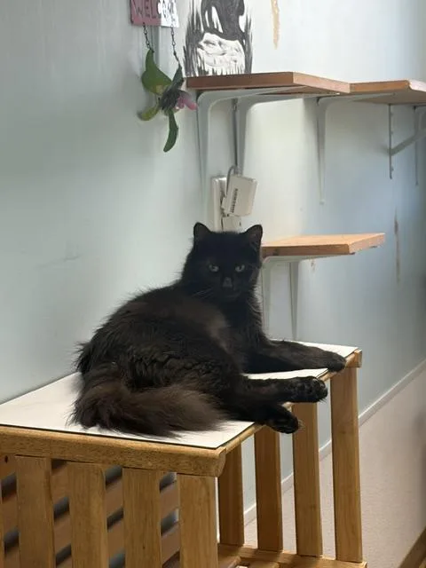An adult medium-sized female Black Domestic Long Hair cat named Sam for adoption in Towanda, PA