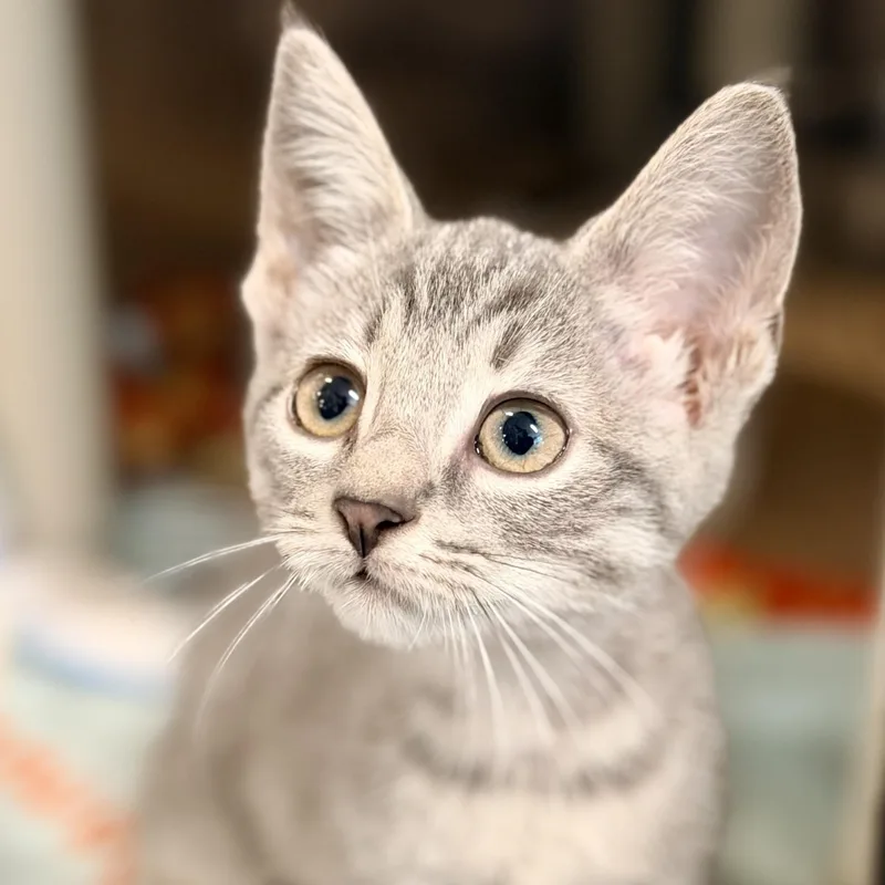 A baby medium-sized female Tabby (Gray / Blue / Silver) Domestic Short Hair cat named Suri for adoption in Jackson, NJ