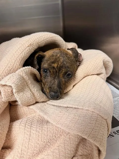 A baby small-sized male Shepherd dog named Bowie for adoption in Riverside, CA