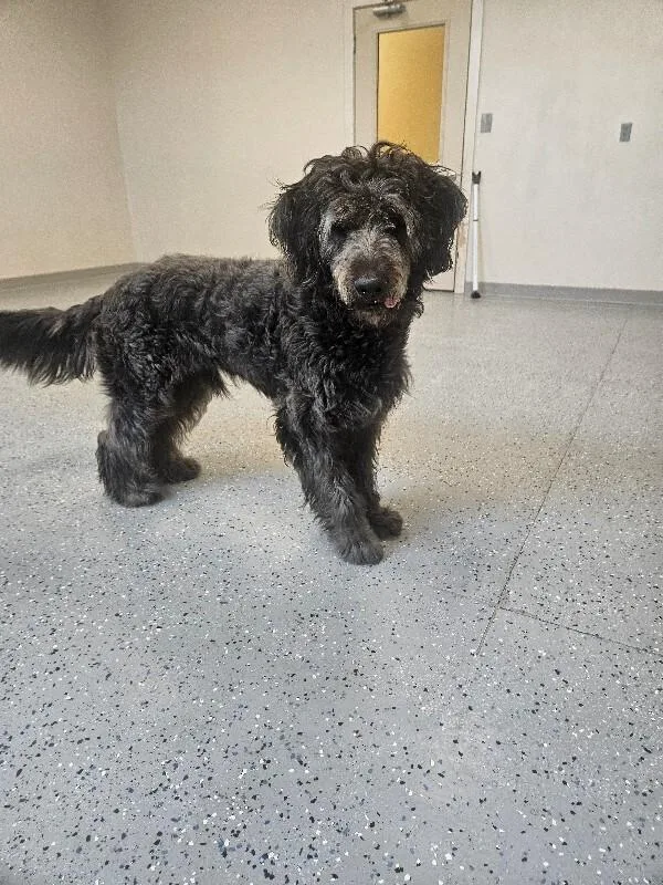 An adult large-sized male Poodle dog named Ozzy for adoption in Yankton, SD