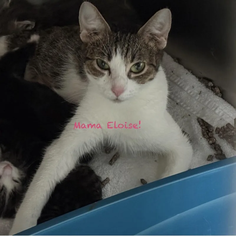 A young medium-sized female Tabby (Gray / Blue / Silver) Domestic Short Hair cat named Mama Eloise for adoption in Palatine, IL