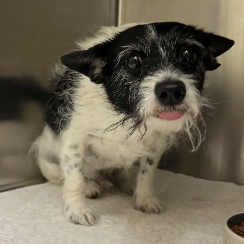 An adult small-sized male Black Terrier dog named Gus for adoption in Columbus, GA