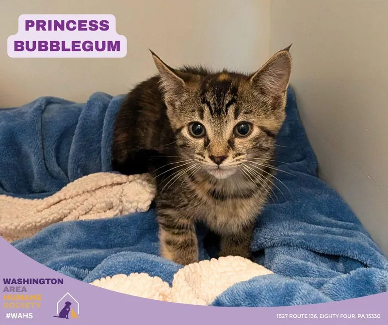 A baby small-sized female Torbie Domestic Short Hair cat named Princess Bubblegum for adoption in Eighty Four, PA