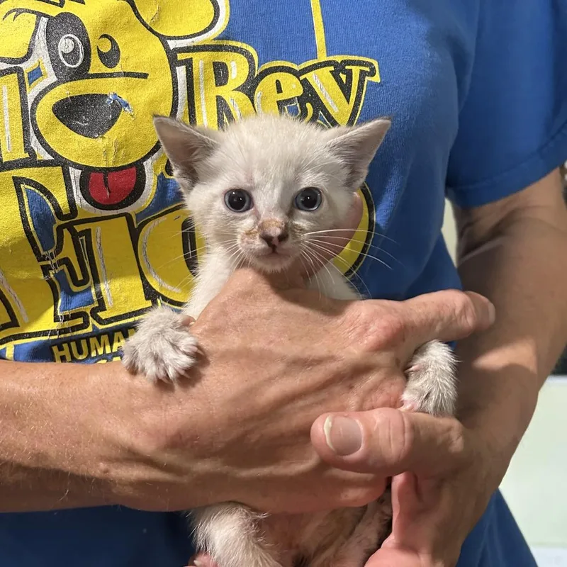 A baby small-sized male Siamese cat named Dumpling for adoption in San Antonio, TX