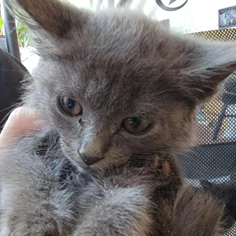 A baby small-sized female Gray / Blue / Silver Domestic Short Hair cat named Chevy for adoption in Buffalo, WY
