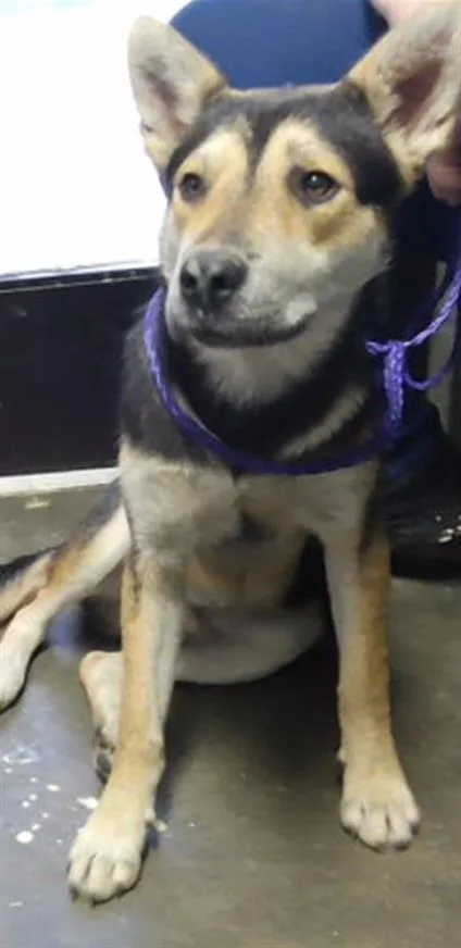 A young medium-sized male German Shepherd Dog dog named Brian for adoption in Tulsa, OK