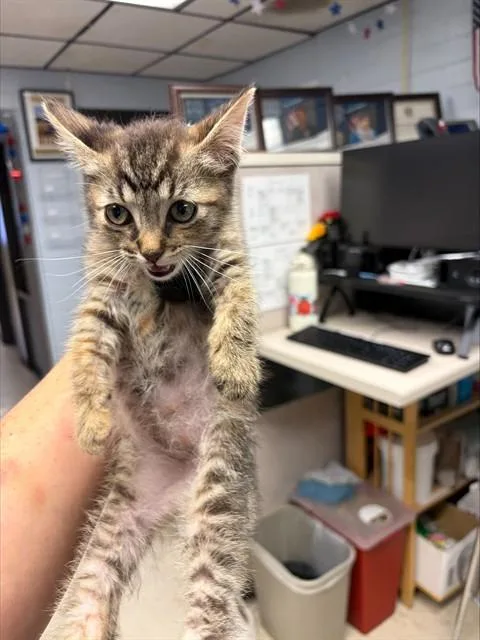 A baby small-sized female Domestic Short Hair cat named Stubbs for adoption in Stockton, CA