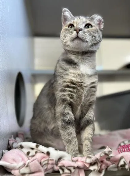 An adult small-sized female Domestic Short Hair cat named Blizzard for adoption in Humboldt, IA