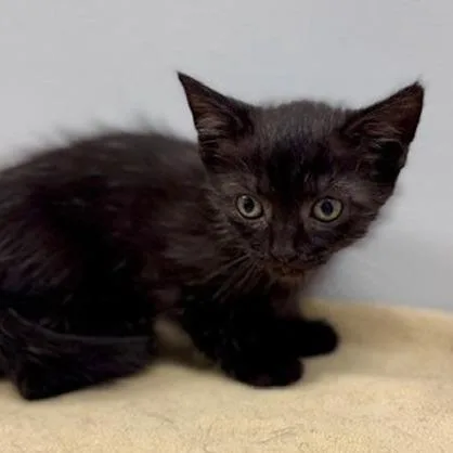 A baby small-sized female Black Domestic Short Hair cat named Starling for adoption in New York, NY